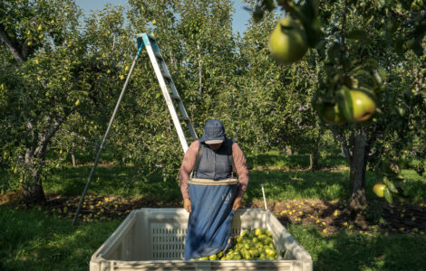 Takeaways from AP's report on the growing dangers of heat on pregnant agriculture workers